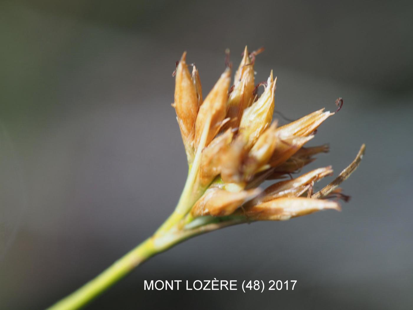 Sedge, White flower